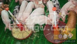90%养猪人不知道:严寒天气下猪采食量下降原因竟然是这个!!