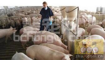 改进养猪效益的5个关键点 你做对了吗？