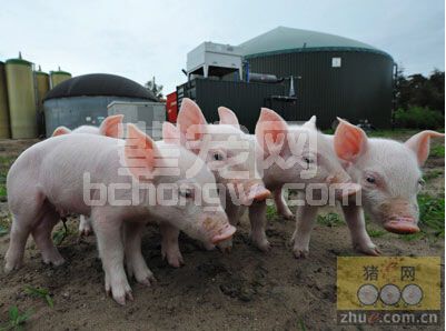 保育猪肠道疾病：流行病学、抗生素治疗和预防