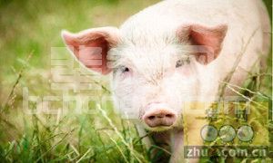 10步教你科学处理母猪不发情