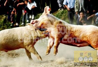 “神”总结，何种情况下给猪并圈不用担心猪打架？