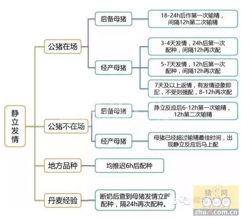 母猪出现静立反应后多长时间配种最佳？看完就有数了