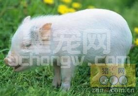 富含肌苷酸的核苷酸添加剂可改善保育仔猪的生长发育和健康