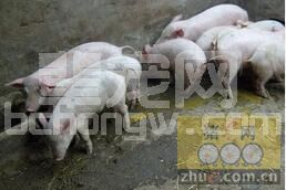 寒冷冬季 猪舍潮湿会引发腹泻 这样解决......