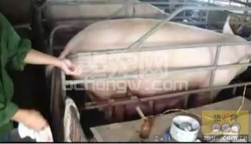 掏猪会引起子宫炎的说法，我认为是谬论！