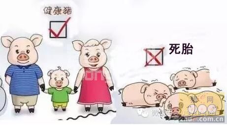 分析母猪为什么产死胎，最全防治措施在这里！