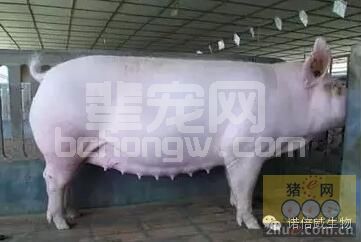切记！这8类药一定不要给怀孕母猪使用