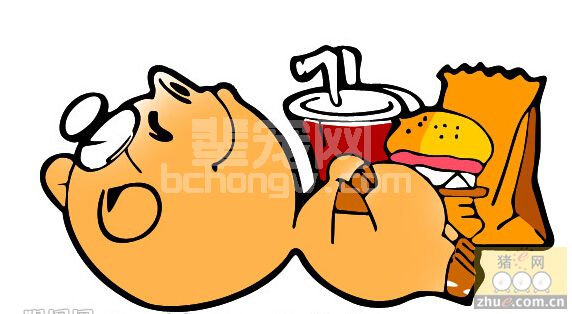 养猪人必须非常懂得猪的需求