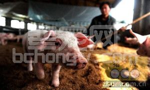养猪频繁用药增成本，不如雇个好员工