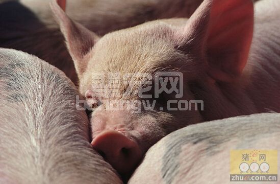 仔猪保育舍的科学有效管理措施