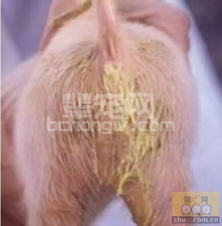 冬季猪舍湿度过大，仔猪球虫性拉稀发病率相对较高，如何防治？