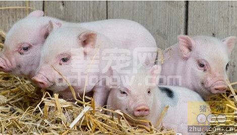 市售仔猪潜规则：地米和铁刷！如何挑选健康的、生长快的仔猪?