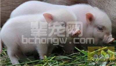 近期中小场新进仔猪增加，如何降低发病率?猪老板需从这七各方面入手!
