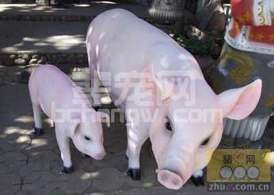 如何判定您的母猪是否全部产完？