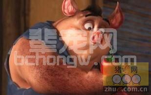 饲料用在生猪饲养中的几点误区