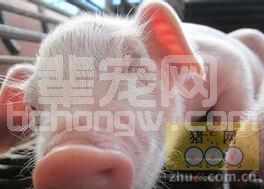 “假死”仔猪急救七法