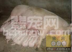 【养猪经验】侃谈后备母猪那些事儿