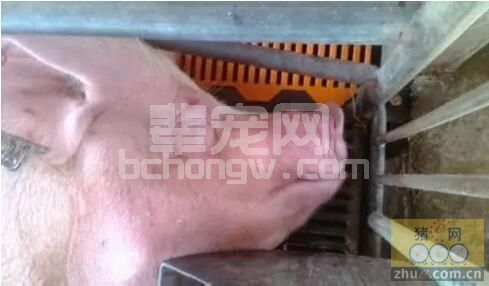 母猪产后便秘、厌食最简单最廉价的有效操作技巧！