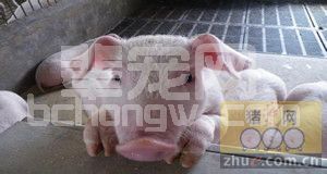 在准备生产无抗生猪时需要考虑的4个因素