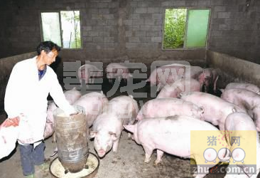 寒冬养猪控制猪舍温湿度最要紧