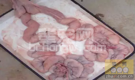 这个解剖案例，能让你更懂后备母猪的饲养管理！