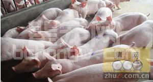 养猪专业户如何确定养猪场类型？