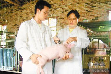 猪场爆发疫情后的应对措施，建议老板收藏！