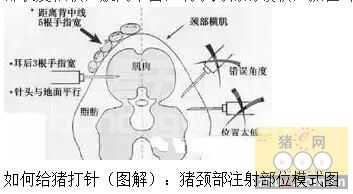 你真的会给猪打针吗？8张图教会你怎样正确给猪打针！