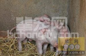 冬季养猪防寒保暖，我教你10招！