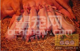 “过早教槽和滥用教槽料”极易导致母猪泌乳力下降！