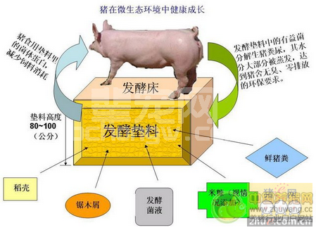 发酵床圈舍到底该不该消毒？