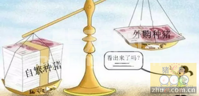 自繁种猪比外购种猪成本高