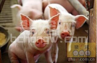 仔猪教槽长肉多，未必是好事？