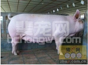 不用B超！三十天左右鉴别出母猪是否怀孕