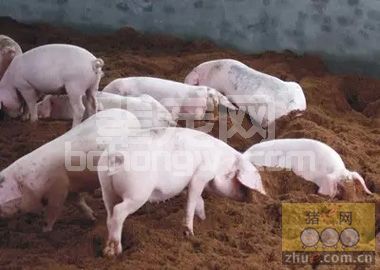养猪人不可不知的产房转保育关键控制点