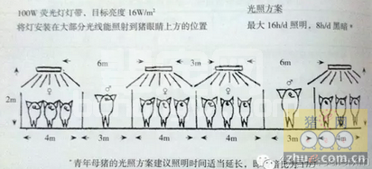 现代高产青年母猪的管理
