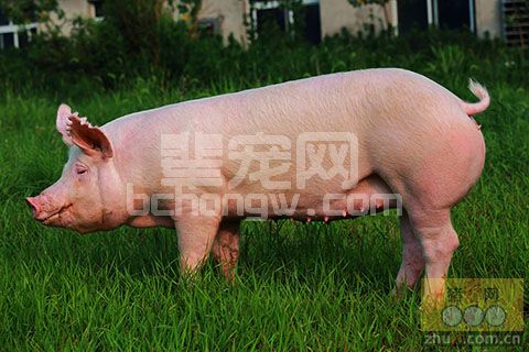 后备猪的选留有三个过程