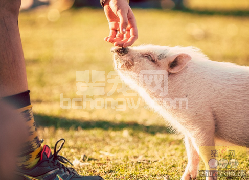 丹麦：窝产仔数多有助于提高母猪初乳产量