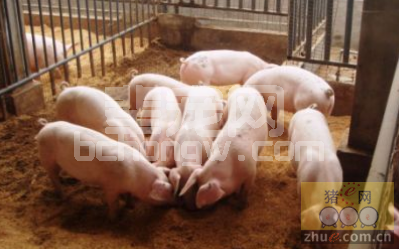 网友分享：关于猪营养的一点一滴，值得收藏！