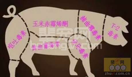 养猪人如何选择霉菌毒素吸附剂