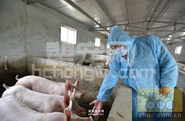 要想猪病发现早 学会巡栏是首要！