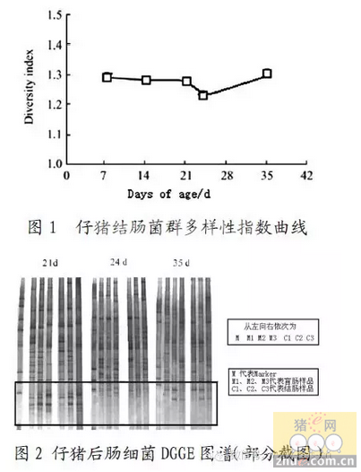 乳酸菌类益生菌对仔猪肠道乳酸菌群多样性的影响