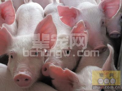 培育后备猪要给予合理的饲料搭配和充足的运动