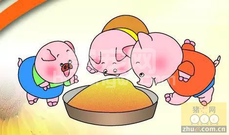 中小养猪场选择饲料的五大误区