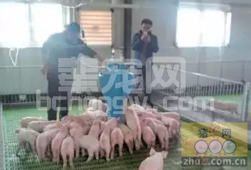 保育仔猪智能化饲喂技术