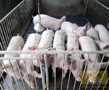 猪场工作最为常见的15个坏习惯
