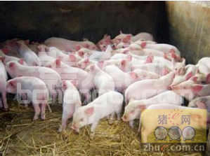 七招可使小型养猪场实现高效管理