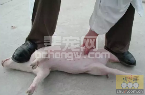 母猪阉割手术“小挑花”（附：手势操作过程高清图片）