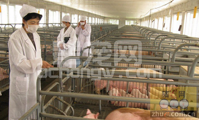 规模有猪场生产绩效考核实施条件及绩效考核方案的设计思路