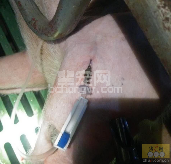 解析母猪产后输液七原则